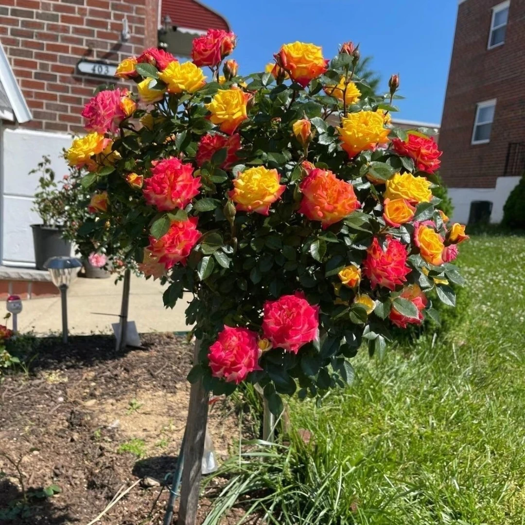 嫁接树桩月季树玫瑰花棒棒糖树桩月季四季开花庭院阳台地栽盆栽