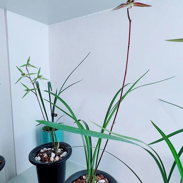 照***镜完全开放一物一拍