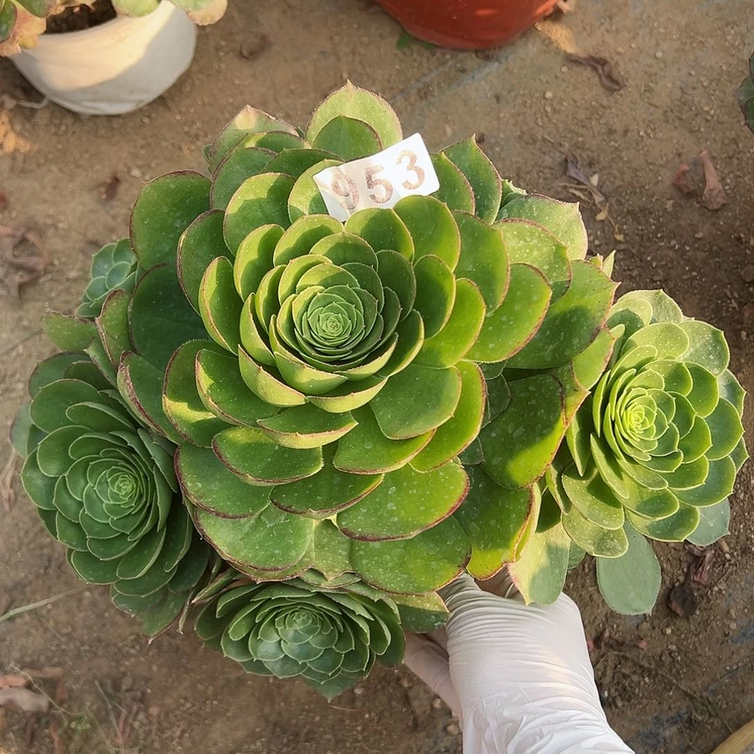 紫砂茶宠万圣夜老桩953