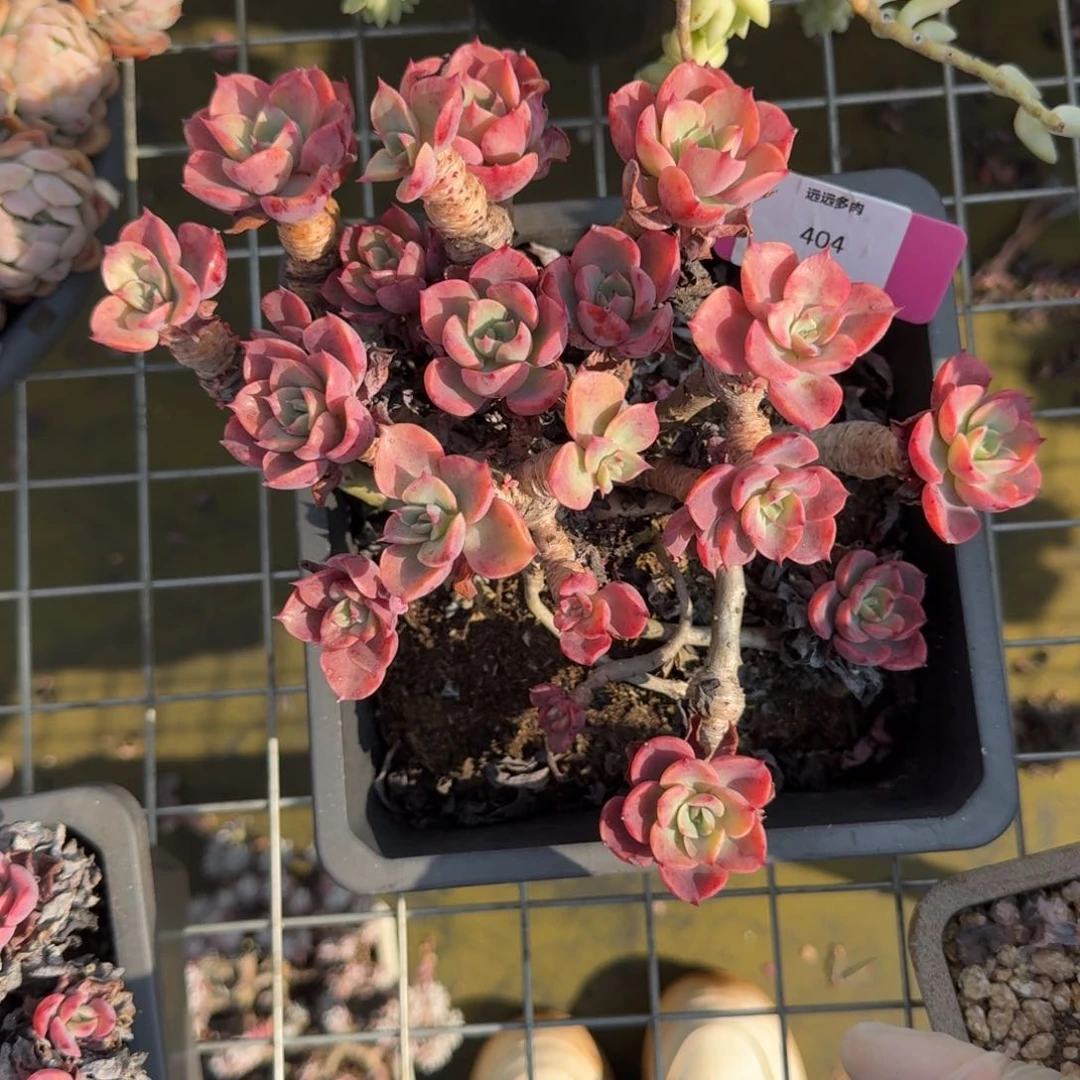 404泪无亨有瑕不售后肉肉肉肉