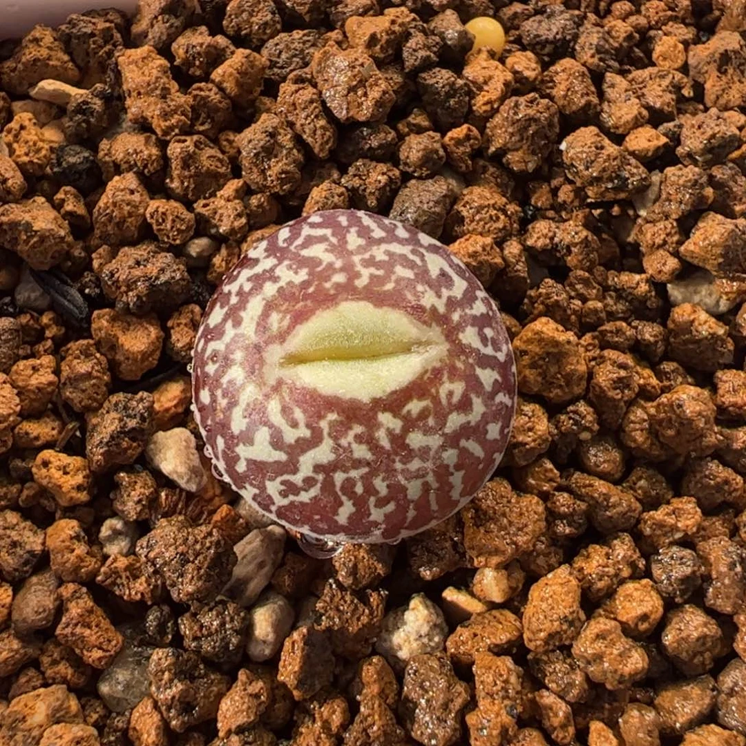 115多肉植物百科