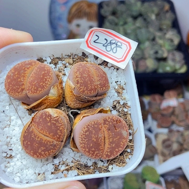樱桃爱妃们的美肉