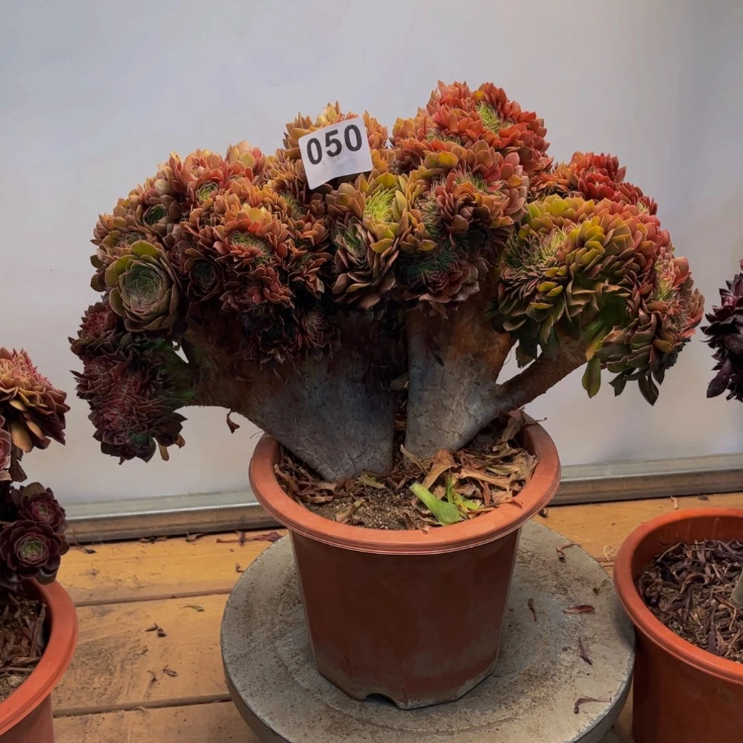 多肉植物万缀050法师