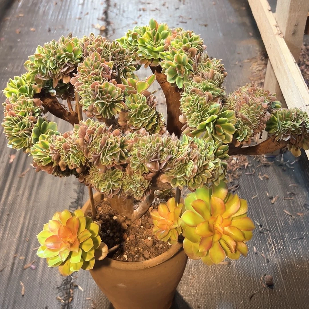 红洛神缀化老桩朵缀