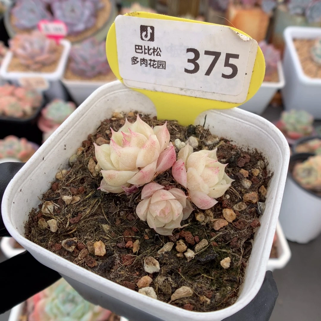 奶***糖375 潘多拉多肉多肉
