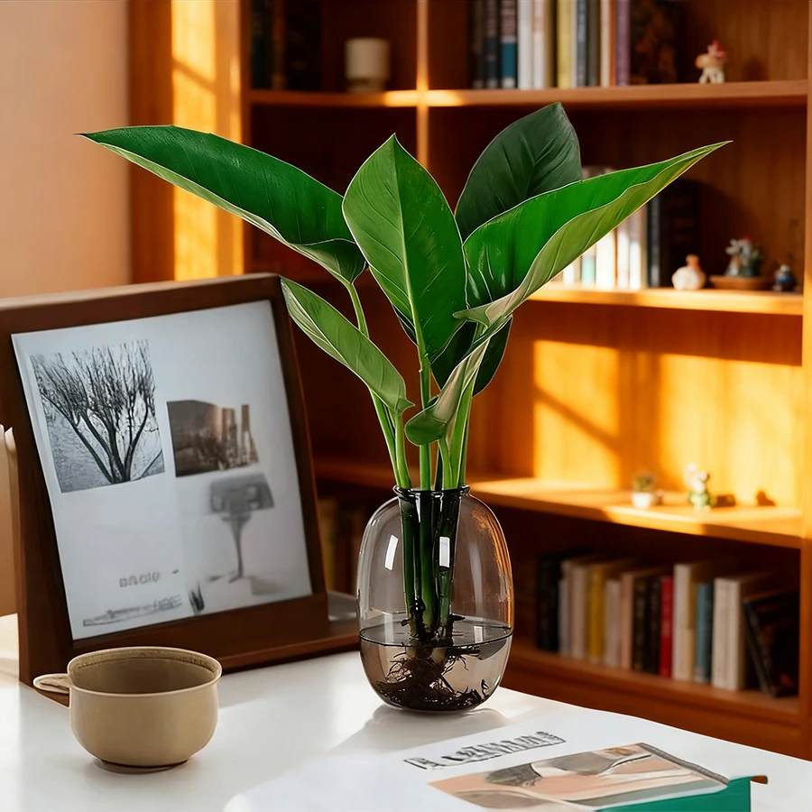大叶金钻水培绿植【一株50CM-60CM】吸甲醛室内客厅
