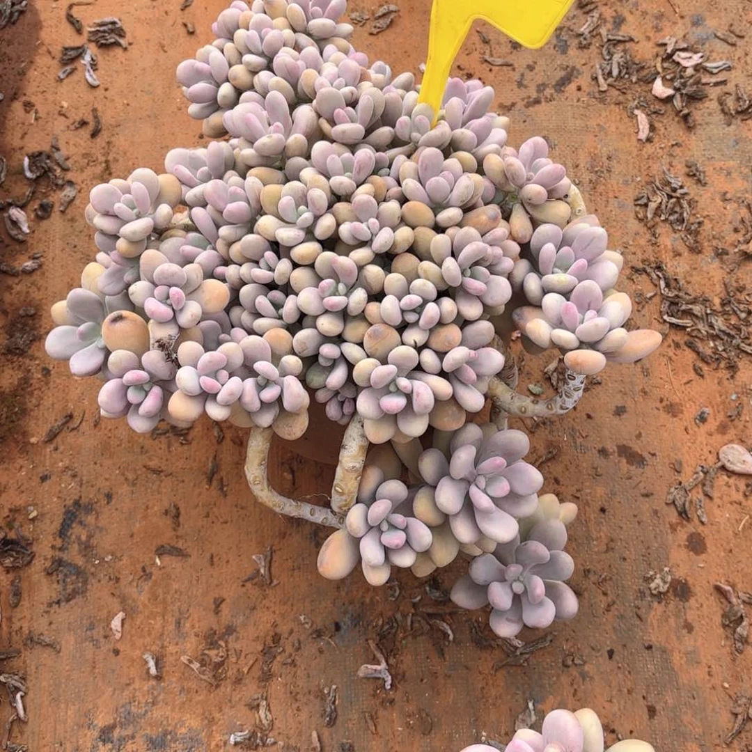 用****群43号桃蛋多肉植物