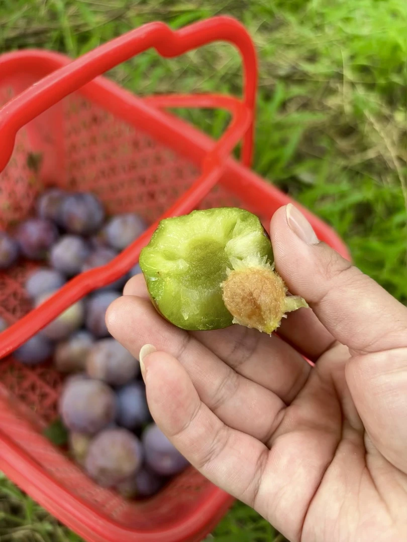 湖南五月脆凤凰李新鲜现摘脆甜爽口当季水果 顺丰包邮