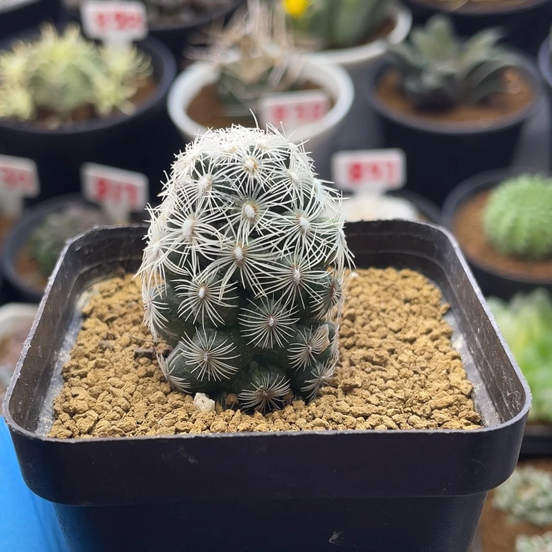 都锦圆锥玉属仙人球