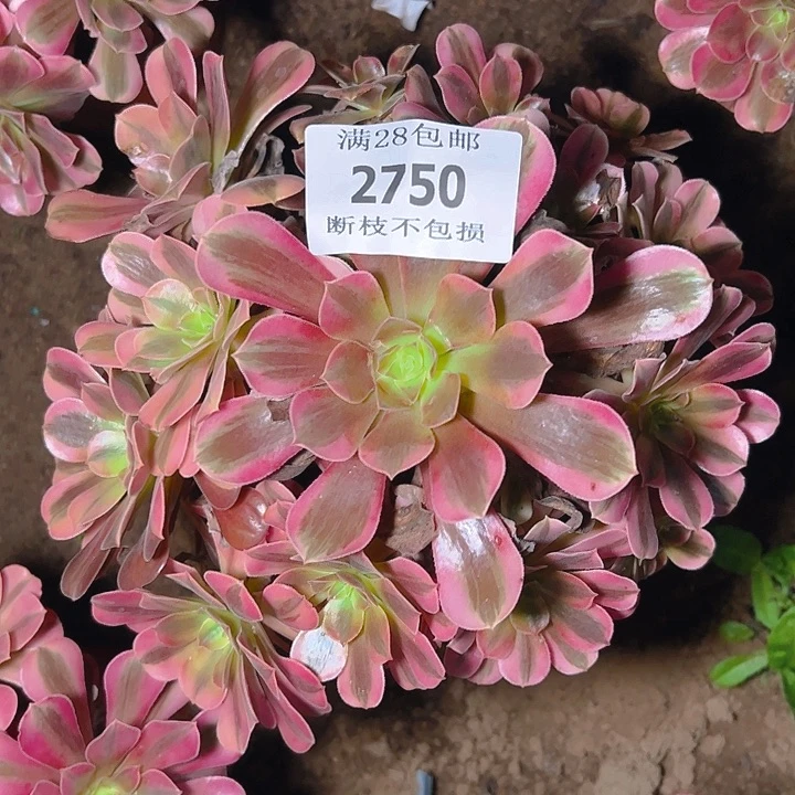 2750美杜莎多肉植物