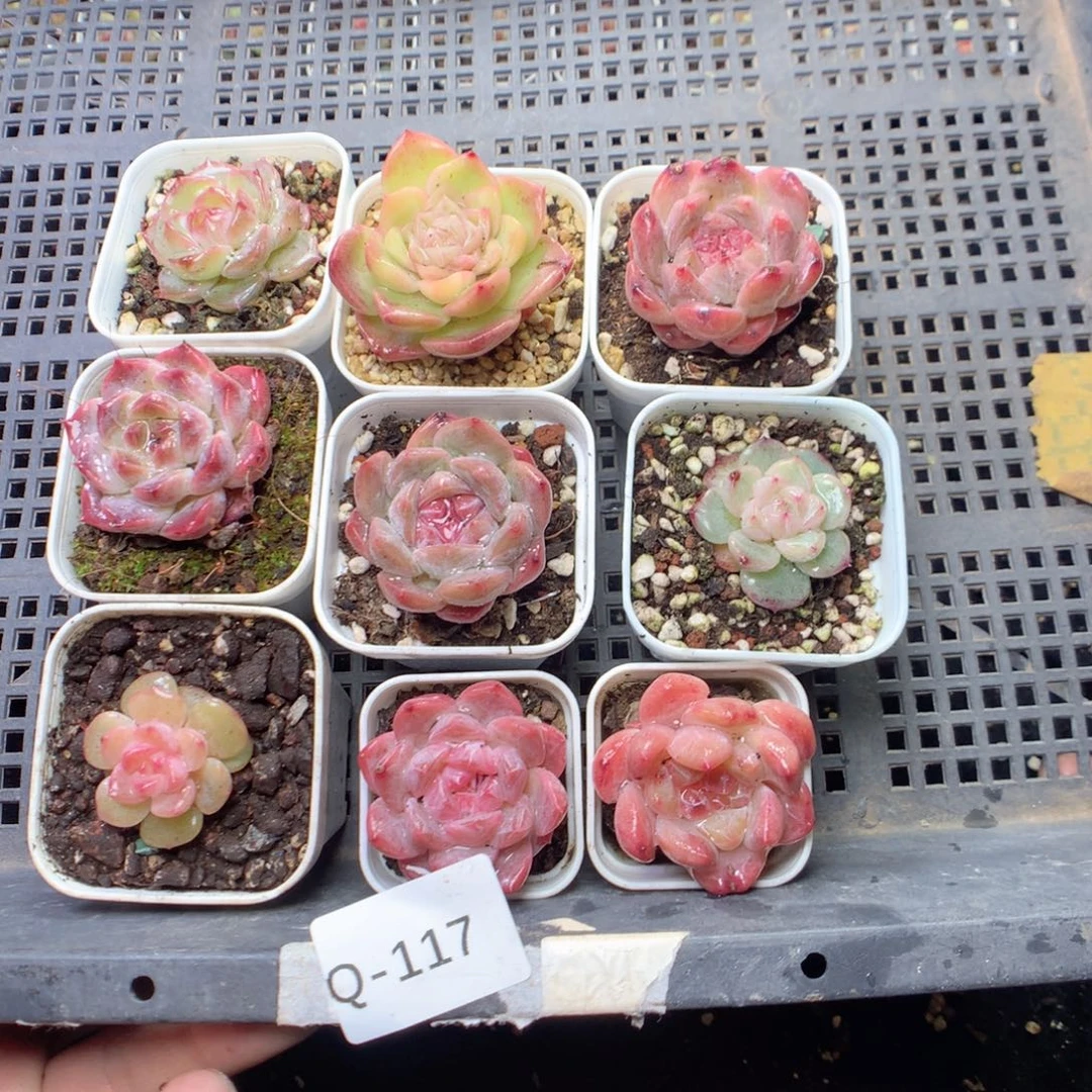 无花朵Q117yyyyyyyyyy