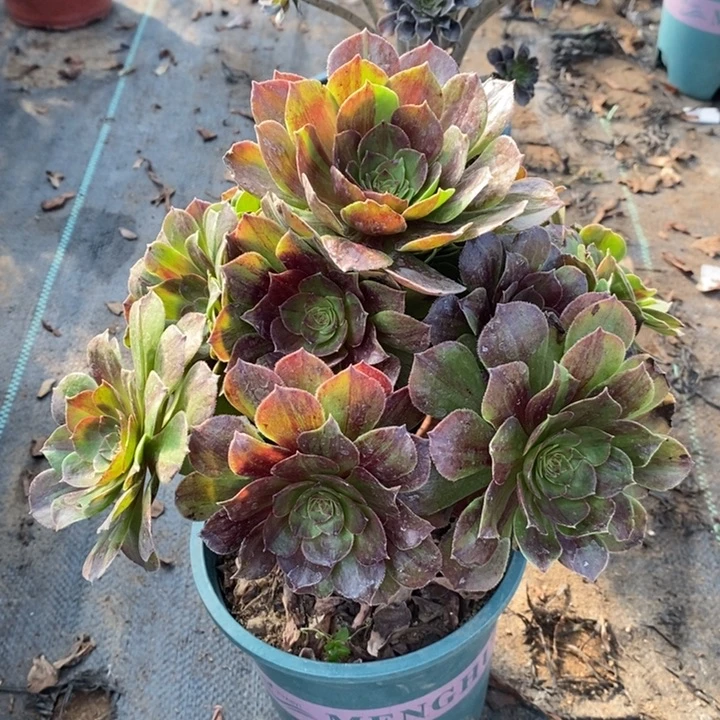 花月夜多肉植物56。