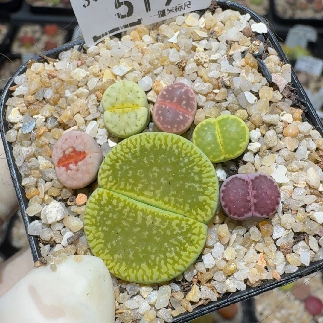 zzzz生石花肉锥子519