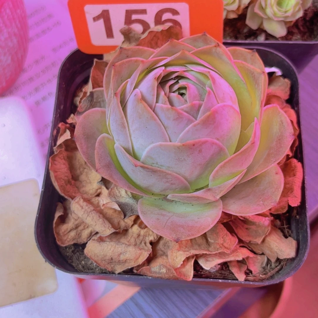 156山地玫瑰粉色