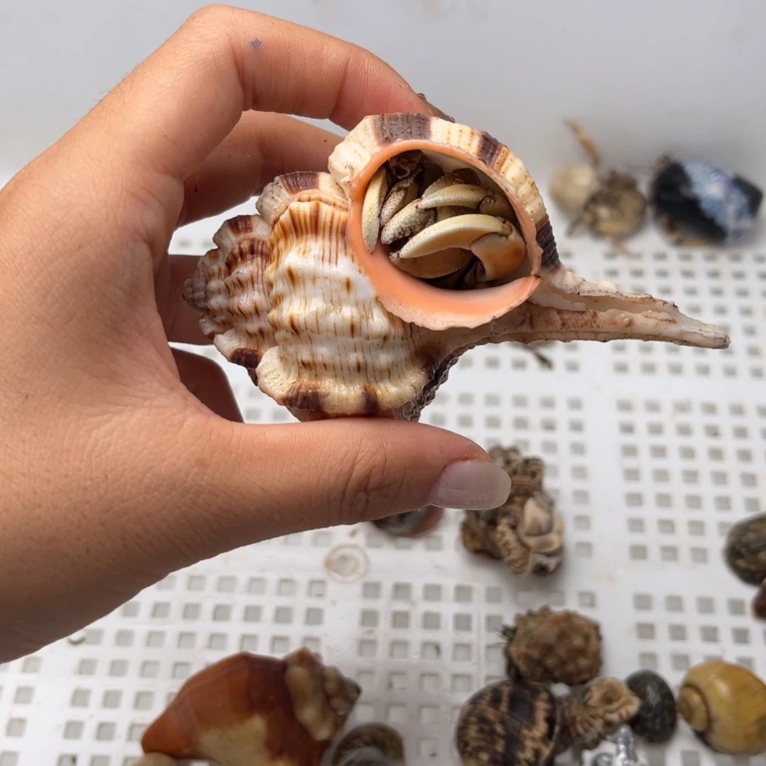 海螺壳30起拍 一手加一块