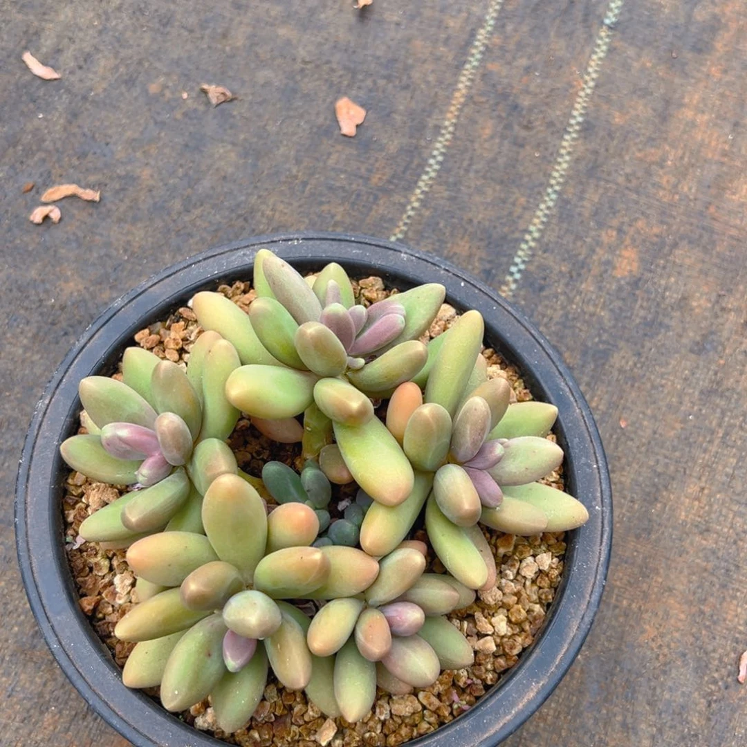 7211111111111111111寄养