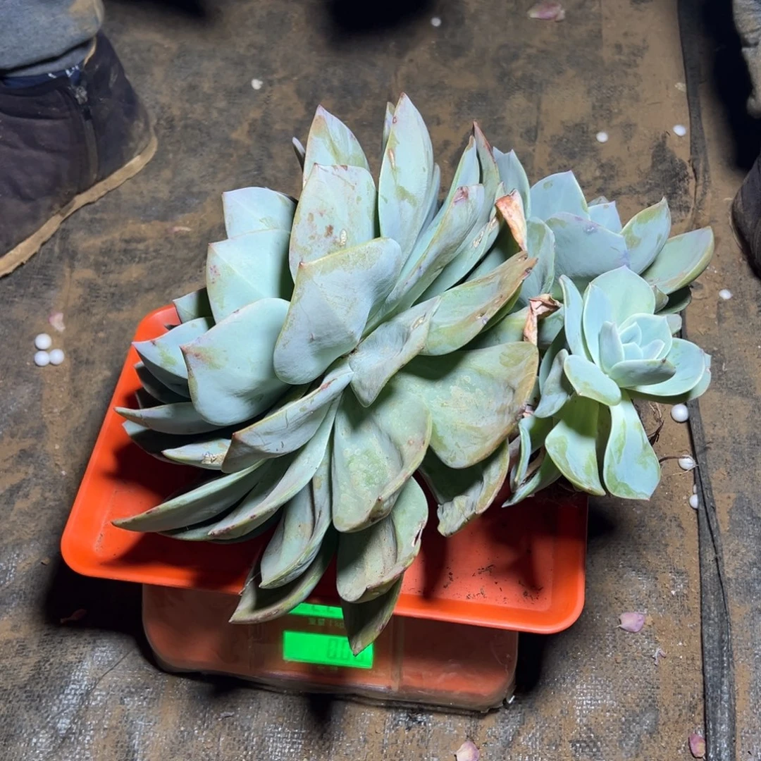 红***米地栽群生大白凤1棵（包邮不包损）