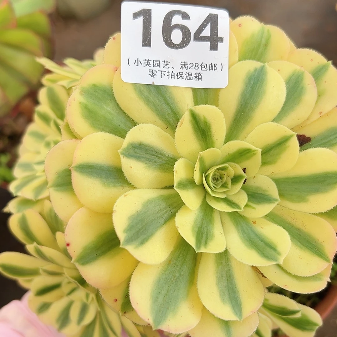多肉植物多肉植物164