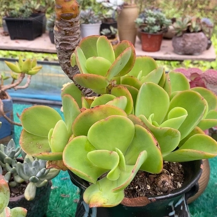 老桩柠檬卷整无砍多肉