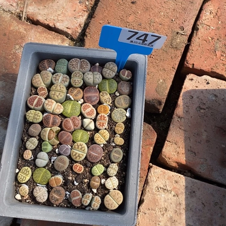 …***.生石花等植物的生长747