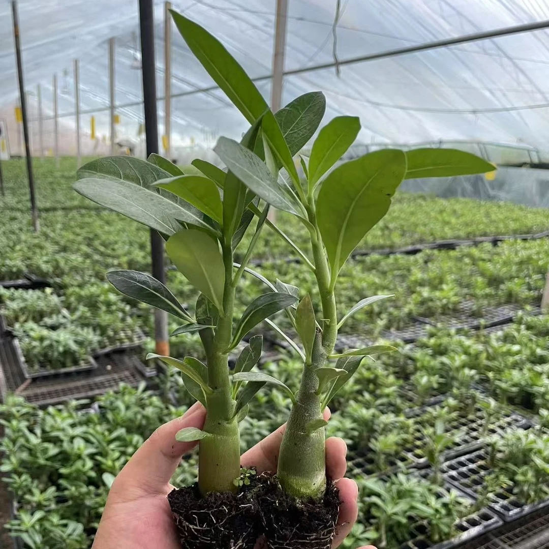 喜阳光大苗沙漠玫瑰耐旱适合新手的植物阳台窗台盆栽花卉绿植