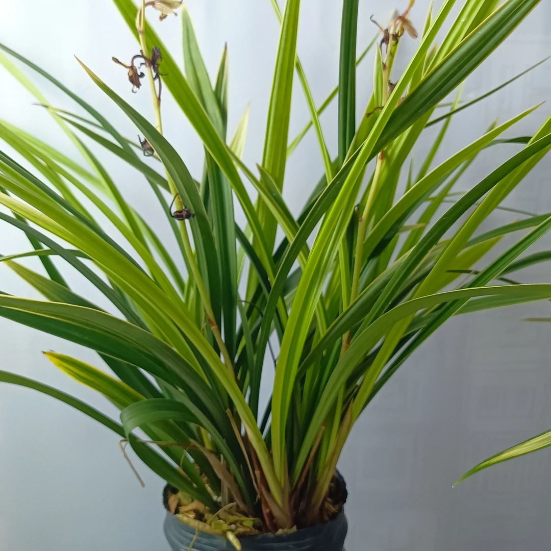 翁源兰花苗建兰金龙锦四季兰花艺双全浓香型室内花卉绿植好养盆栽