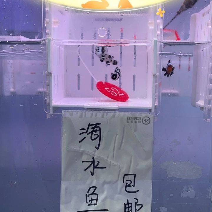 海水鱼精品熊猫小丑鱼