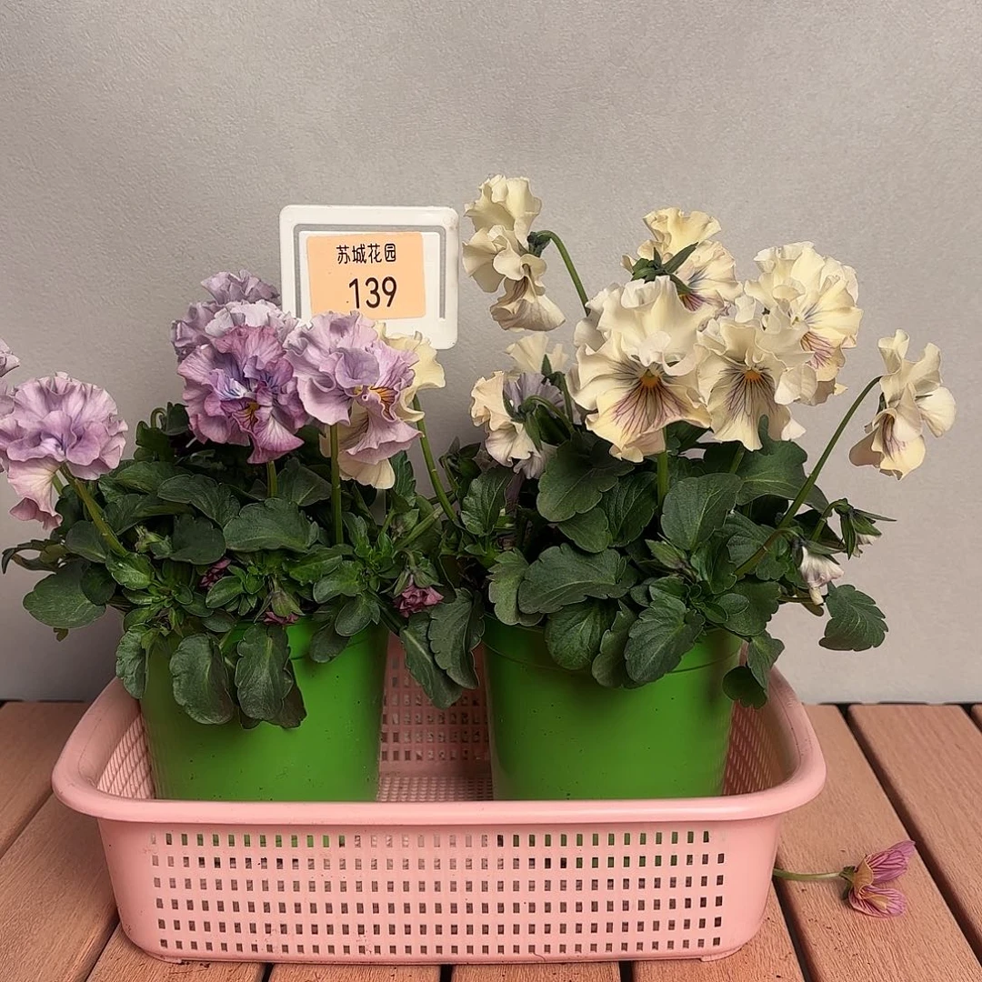 大部分开放少量花苞139