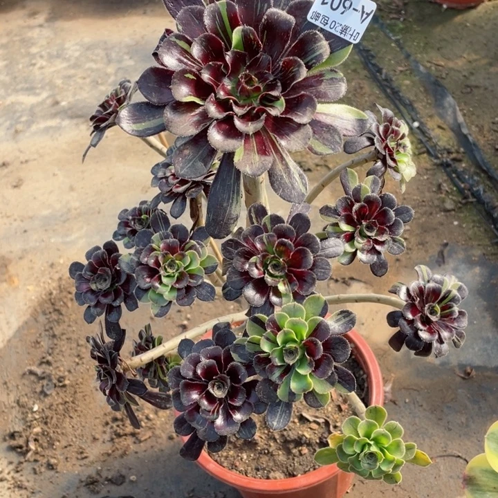 601墨拉丝多肉123445788