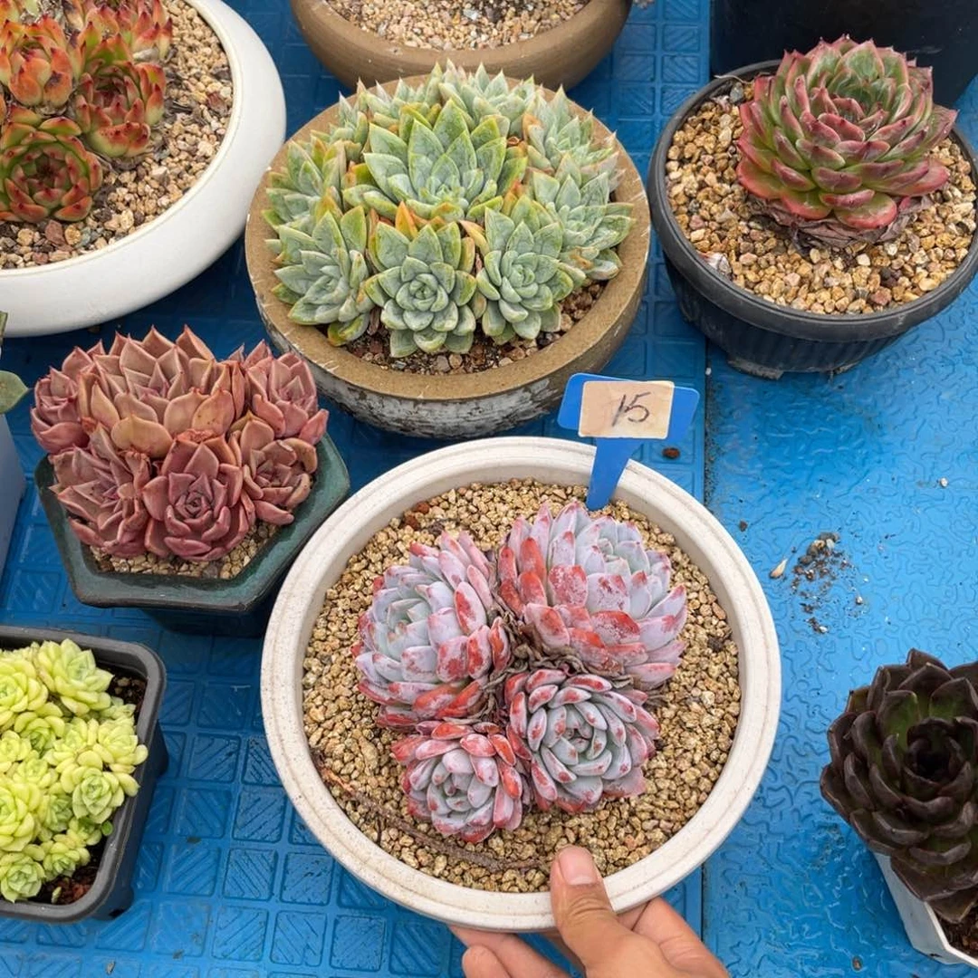 用****50015星隐多肉植物