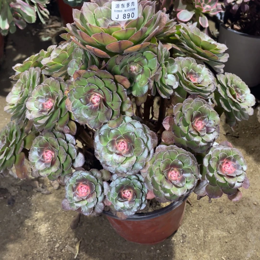 890红太阳多肉法师断枝不包