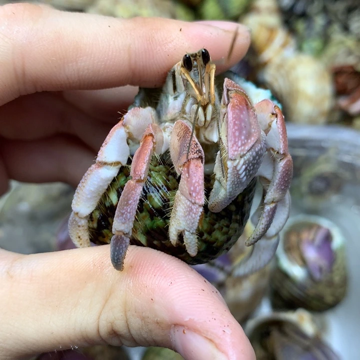 23a精品异色灰白粉色