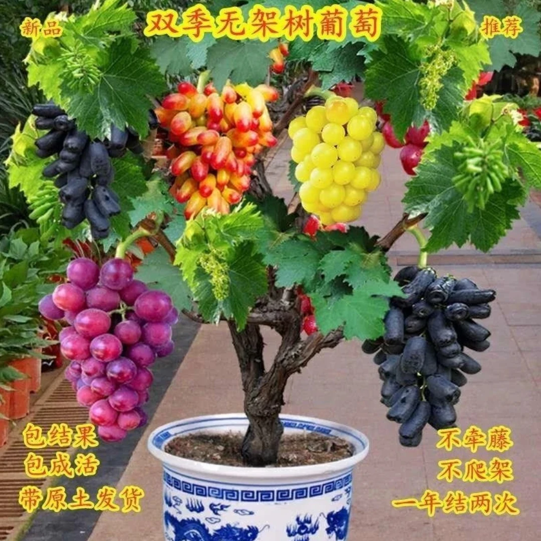 一树多品葡萄树苗【一物一拍带盆带土】包成活售后南方北方盆栽地栽