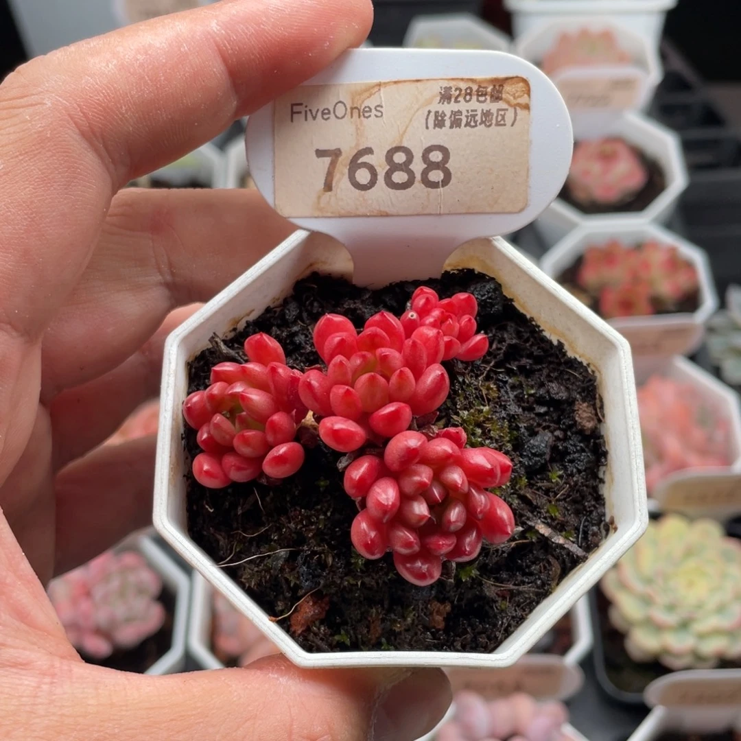 鸡血红宝石7688-5厘米