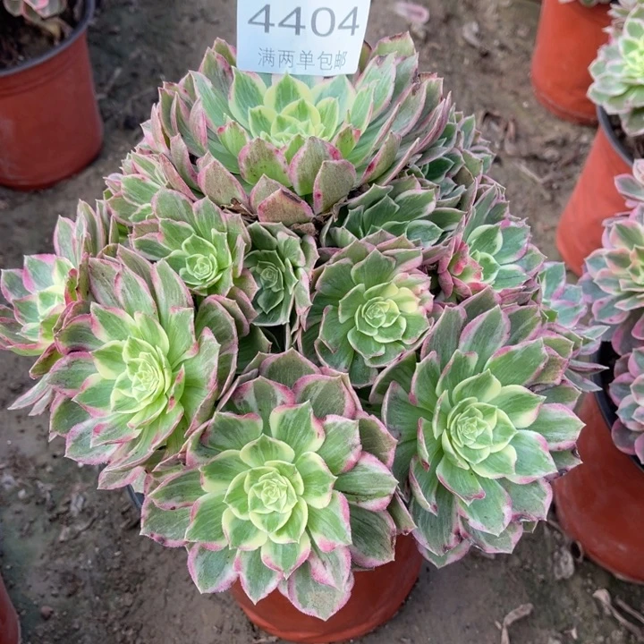 4404万彩灯的人多肉的