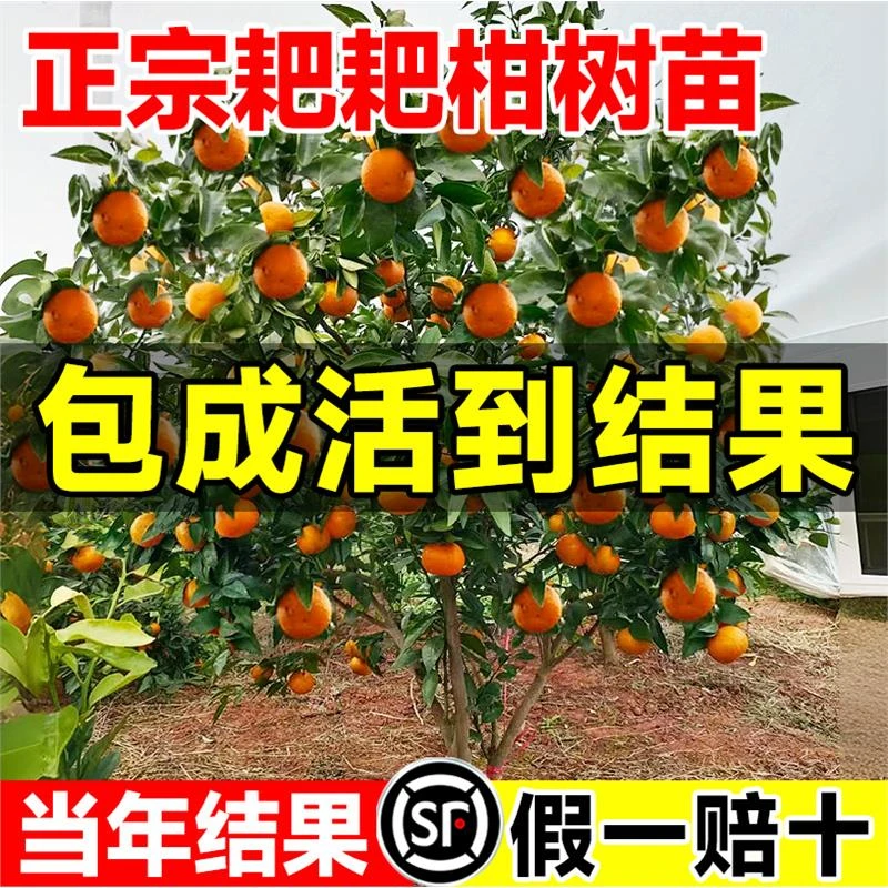 正宗四川春见耙耙柑树苗嫁接果树粑粑柑沃柑丑橘南北方种植水果苗