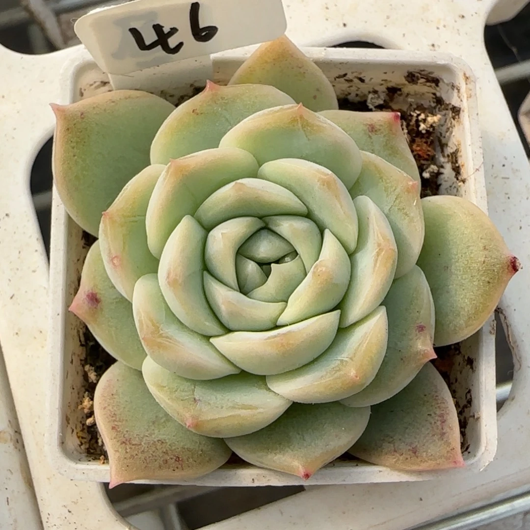 46开播福利白昼单头