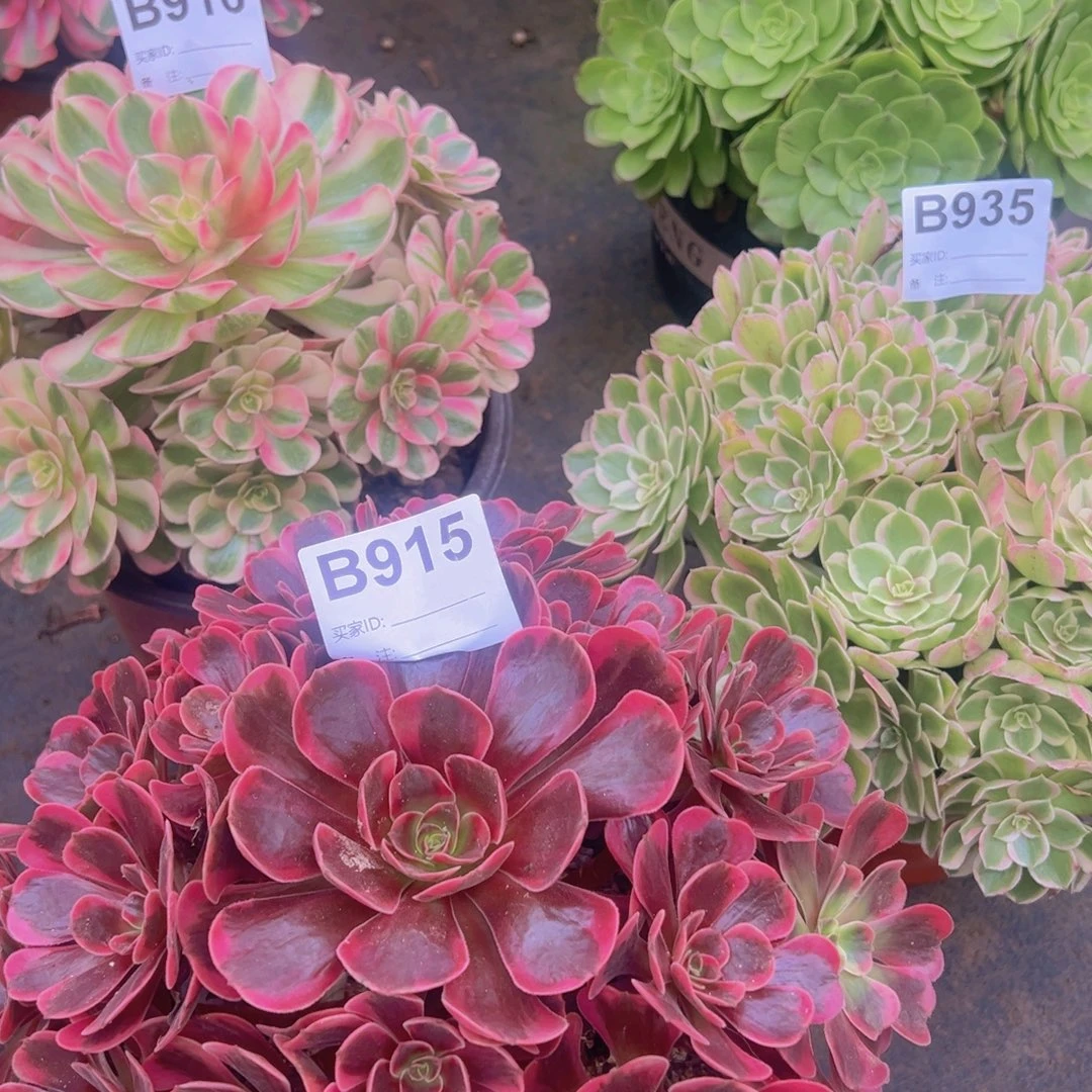916，935，915，多肉植物法师