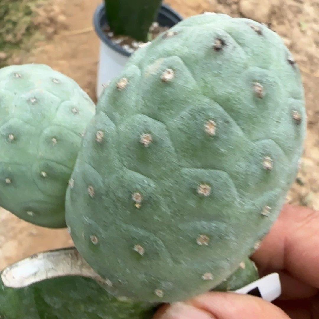 【闪购商品】无花朵双头正版恐龙蛋小苗