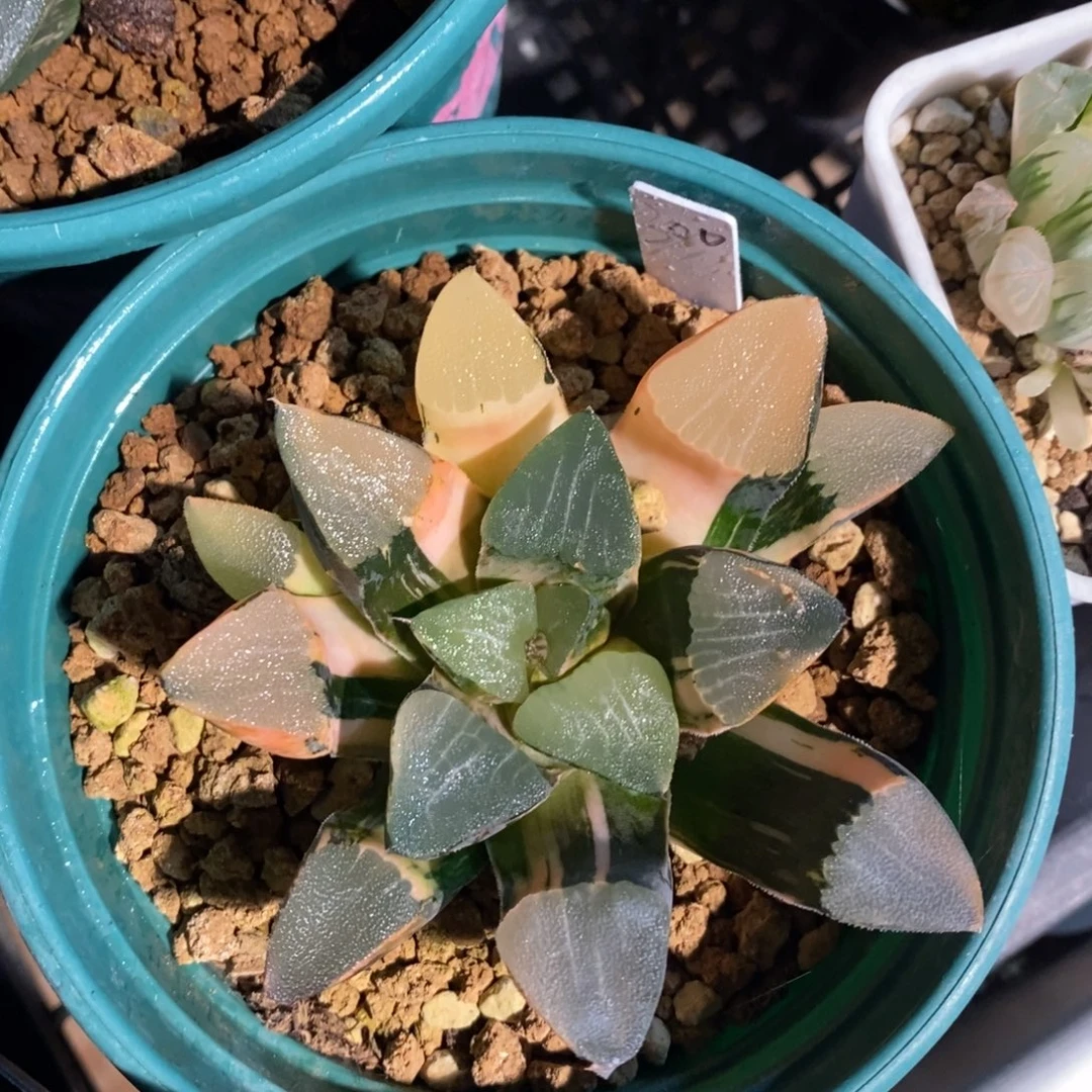 一颗实生大克锦。