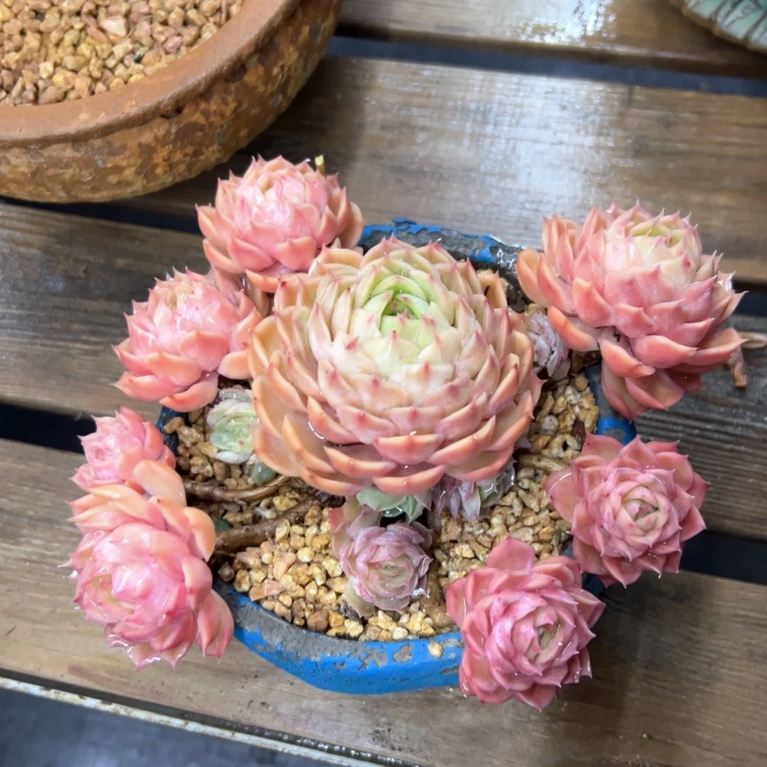 昂斯诺38 零零多肉植物