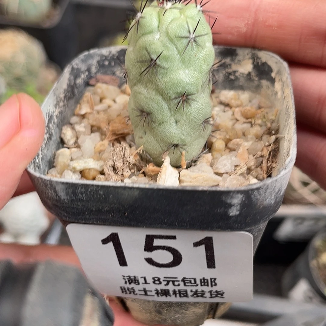 151帝王丸（满18元包邮）