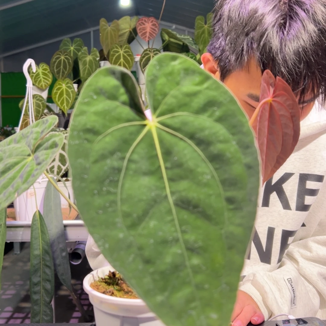 完全开放加通湖papi