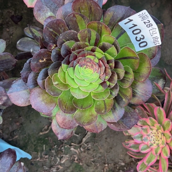 11030花月夜多肉植物