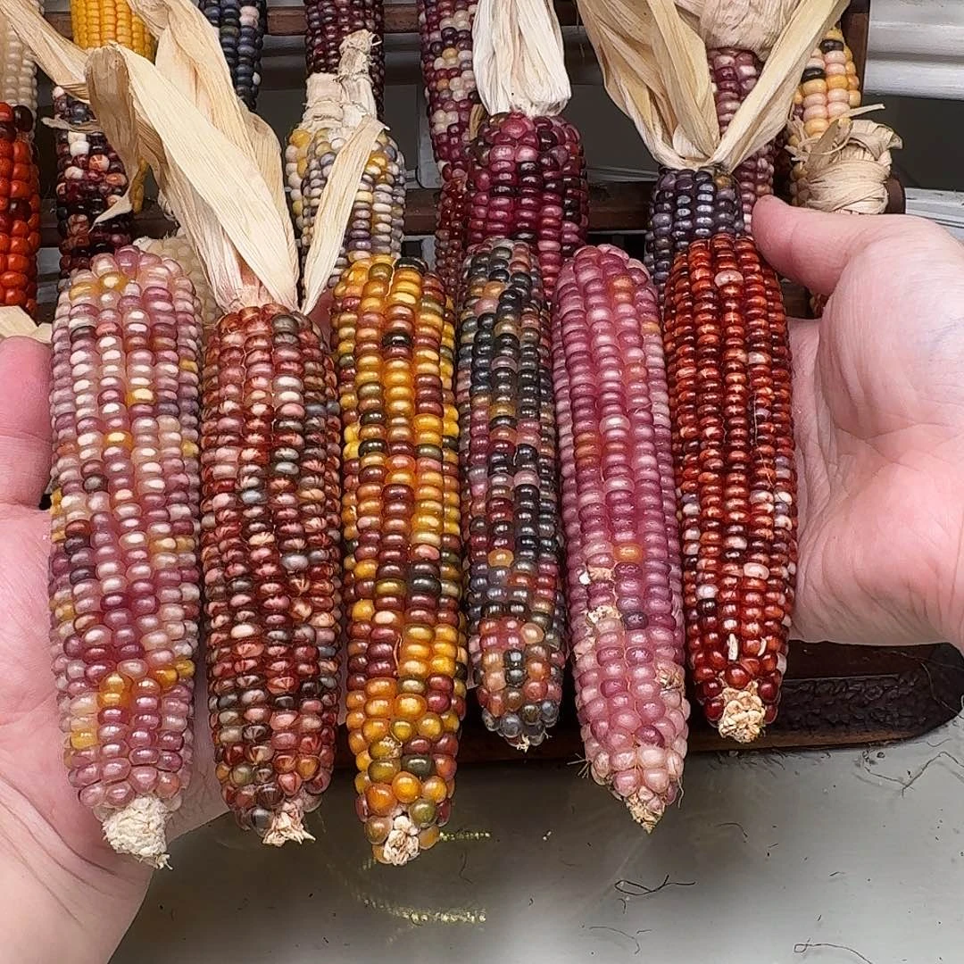 ****店柏香籽/百香籽吊坠