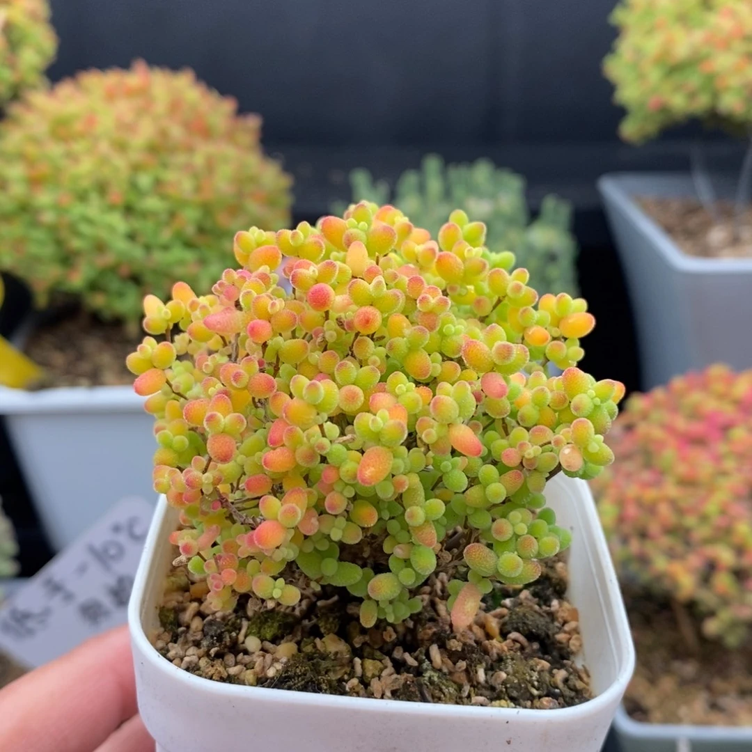 无花朵19号蜜橘糖球