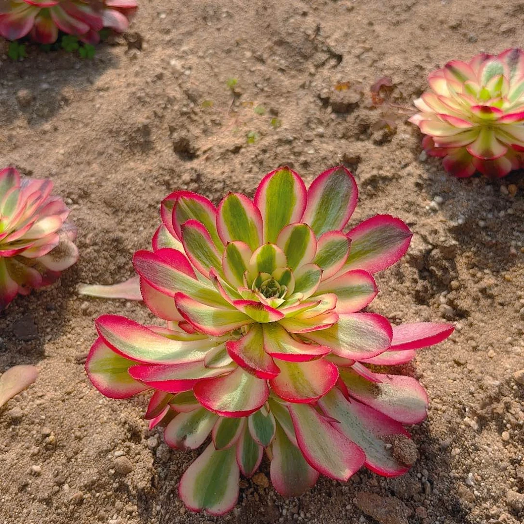 倾城手捧多肉植物