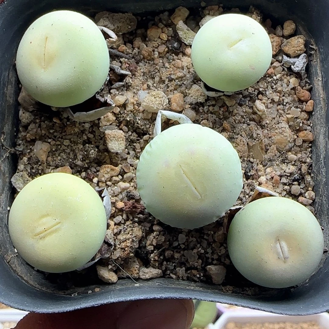 P嘴五个。     36833