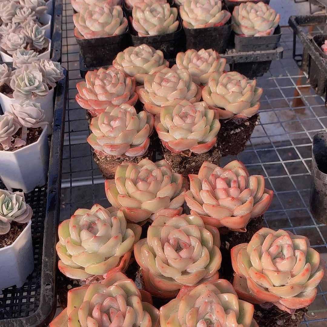 泡芙两颗23567789990000