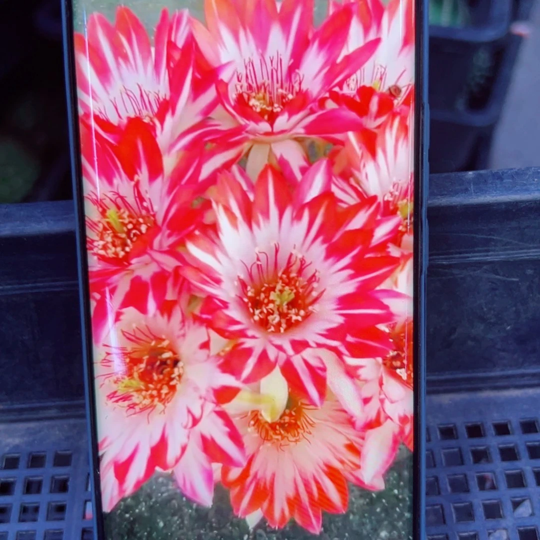 下42丽花蝉衣歪无根侧芽2一3公分左右20包邮